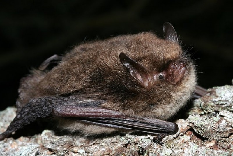 Bat Surveys Ecological Survey